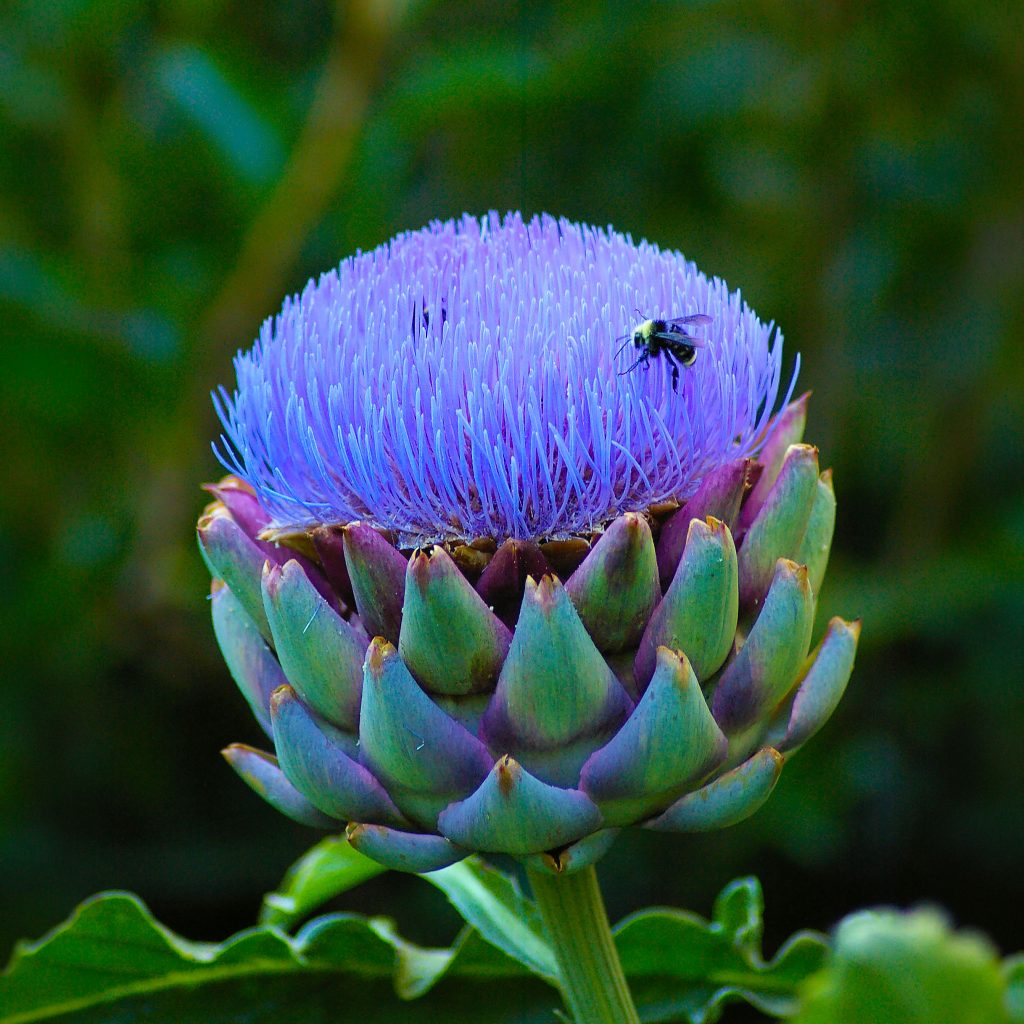 Artichoke in bloom